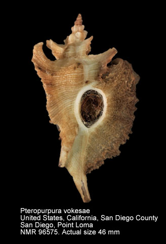 Pteropurpura vokesae (4).jpg - Pteropurpura vokesae Emerson,1964